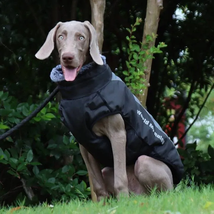 Warm & Waterproof Winter Jacket for Dogs with Built-in Harness